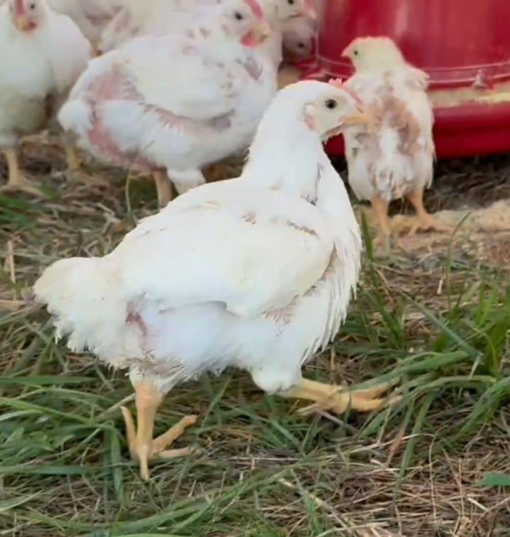 pastured poultry in chicken tractors raised in sunlight and nature