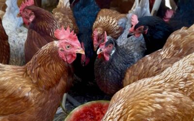 What’s new on the Farm!